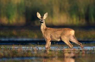 Roe deer (Capreolus capreolus)