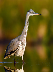 Grey heron (Ardea cinerea)
