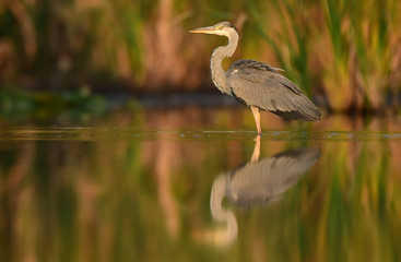 Grey heron (Ardea cinerea)