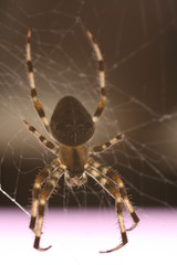Spider patient waiting for some prey to fall on its spider web