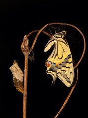 Pupa and Swallowtail Papilio machaon butterfly after metamorphosis