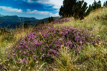 heathland in andorra