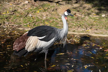Kronenkranich - Balearica pavonina