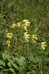 Fr&uuml;hlingserwachen