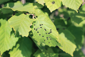 Hazelnut tree green leaves detail close up