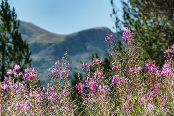 purple flowers in the mountains
