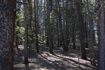 road in the forest