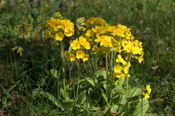 Obraz premium Frühlingserwachen