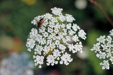 Obraz premium Cow parsley anthriscus sylvestris close up with blurred background