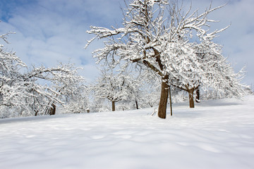 Apfelbäume mit Schnee in Winterlandschaft