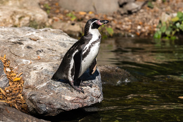 Naklejka premium Humboldt-Pinguin - Spheniscus humboldti