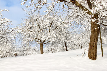 Apfelbaum mit Schnee in Winterlandschaft