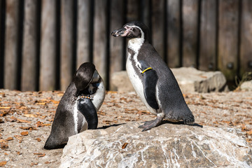 Humboldt-Pinguin - Spheniscus humboldti