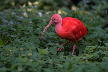 Scharlachsichler - Roter Ibis - Eudocimus ruber