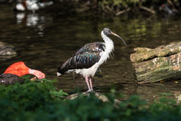 Strohhalsibis - Threskiornis spinicollis
