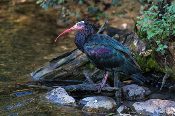 Naklejka premium Waldrapp - Geronticus eremita