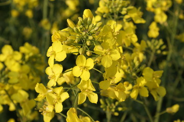 Frühlingserwachen