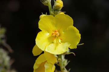 Oenothera evening primrose yellow flower black background