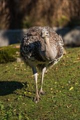 Darwin-Nandu - Rhea pennata