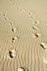 Fototapeta na wymiar footmarks on a wrinkled sunny beach