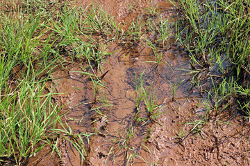 Puddle on muddy dirt road abstract horizontal