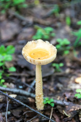 one yellow golden dangerous mushroom macro photo in the bokeh forest one