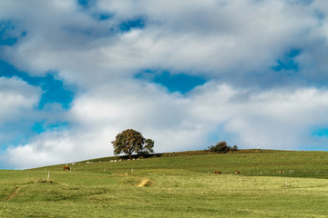 landscape with green field and blue sky