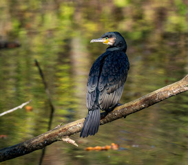 Kormoran - Phalacrocorax carbo