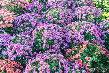 many small purple pink flowers on  bed of hummock bushes garden