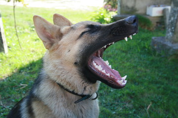 pastor alemán joven bostezando