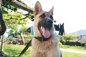 pastor alemán joven