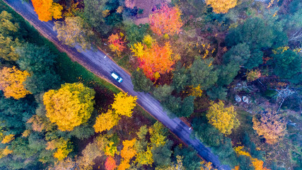 Aerial view of road amidst trees in forest during autumn