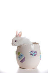 Coniglio bianco dentro un vaso decorato.