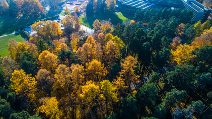 Fototapeta na wymiar Aerial view of road amidst trees in forest during autumn