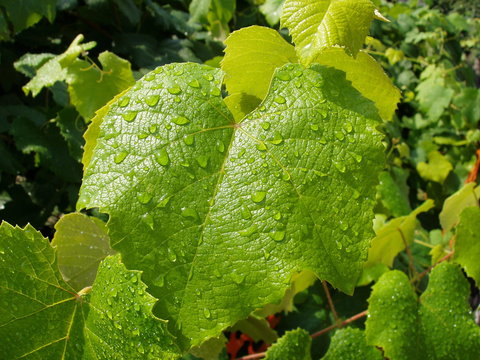 hojas de parra verdes con las gotas del roc&iacute;o