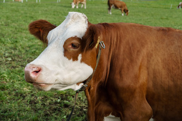 Naklejka na ściany i meble Profile of a cow