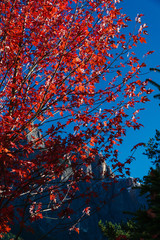 red tree in autumn