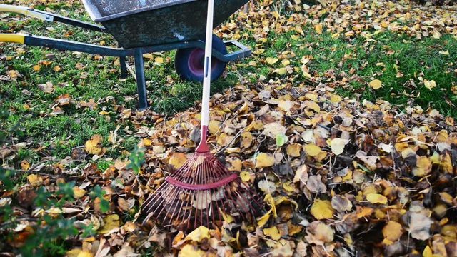 Wheelbarrow adn rake in a garden covered with autumn leaves