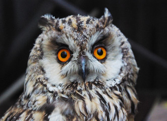 European Owl head