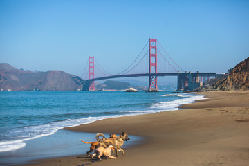 Classic panoramic view of famous Golden Gate Bridge seen from Baker Beach in beautiful summer sunny day with blue sky, San Francisco, California, USA