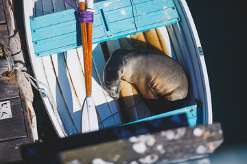 View of a sea lion seal sleeping in the boat in Santa Barbara marina, California, USA