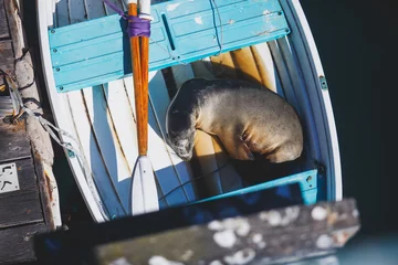 Fototapeten View of a sea lion seal sleeping in the boat in Santa Barbara marina, California, USA © tsuguliev