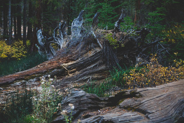 View of giant redwood sequoia trees in Mariposa Grove of Yosemite National Park, Sierra Nevada, Wawona, California, United States