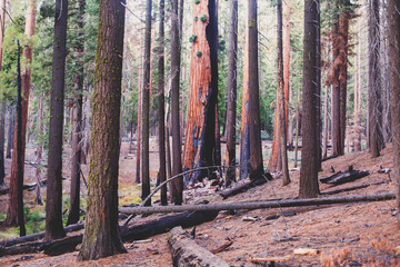View of giant redwood sequoia trees in Mariposa Grove of Yosemite National Park, Sierra Nevada, Wawona, California, United States