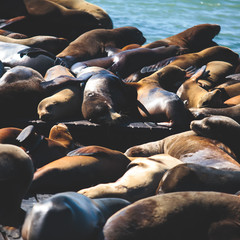View of Pier 39 with seals and sea lions on wooden platforms in Fisherman's Wharf of San Francisco bay, California, USA