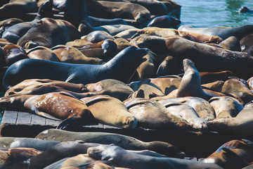 View of Pier 39 with seals and sea lions on wooden platforms in Fisherman's Wharf of San Francisco bay, California, USA