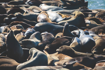 View of Pier 39 with seals and sea lions on wooden platforms in Fisherman's Wharf of San Francisco bay, California, USA