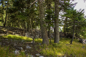 morning rock forest nature landscape in vivid morning fresh weather time with sun light rays between trees