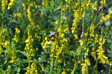 Flowering Melilotus officinalis