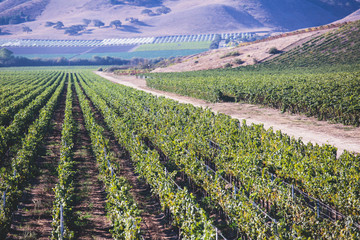 View of a wine vineyard oak tree landscape near Santa Barbara, Row of Grape Vines, Santa Barbara...